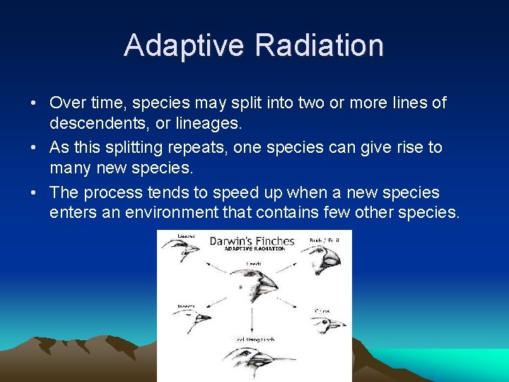 Adaptive Radiation • Over time, species may split into two or more lines of