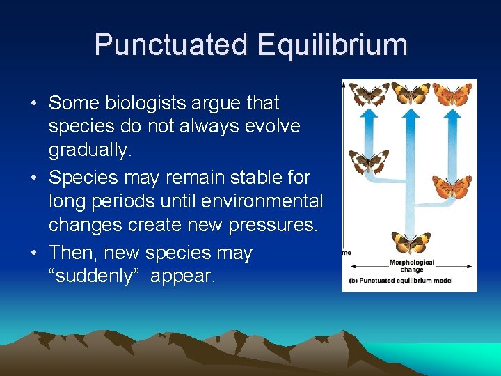 Punctuated Equilibrium • Some biologists argue that species do not always evolve gradually. •