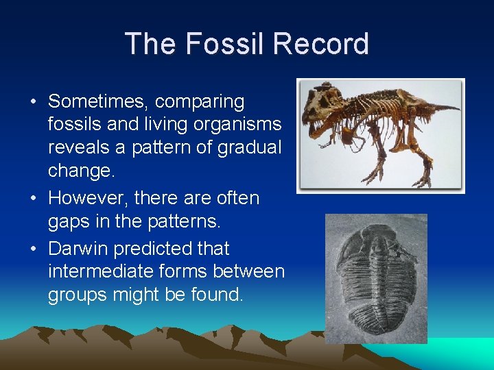 The Fossil Record • Sometimes, comparing fossils and living organisms reveals a pattern of
