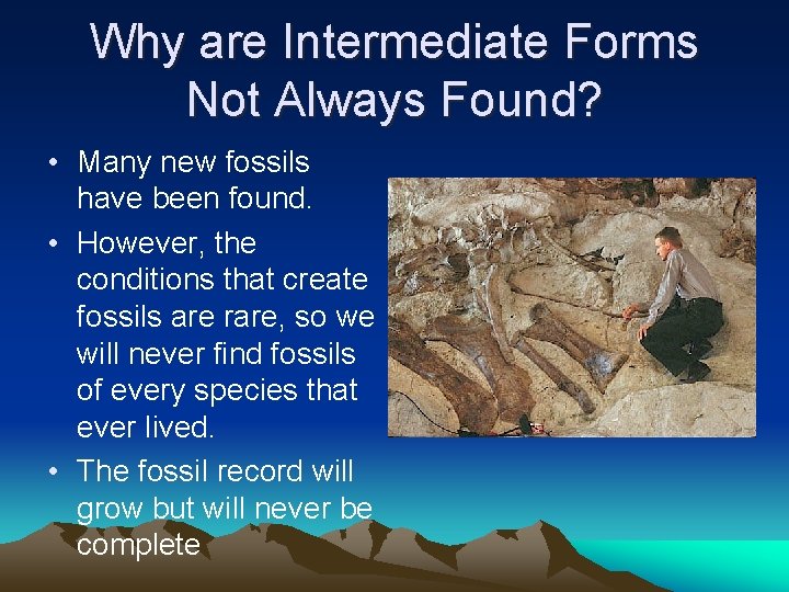 Why are Intermediate Forms Not Always Found? • Many new fossils have been found.