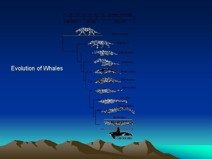 Evolution of Whales 