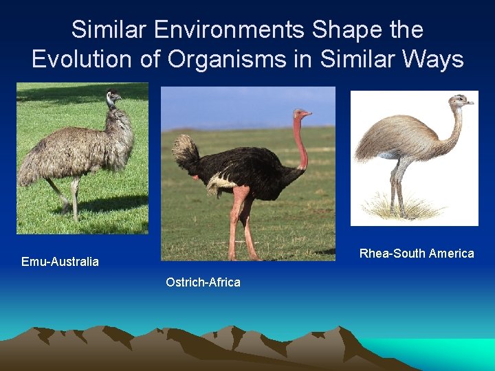 Similar Environments Shape the Evolution of Organisms in Similar Ways Rhea-South America Emu-Australia Ostrich-Africa