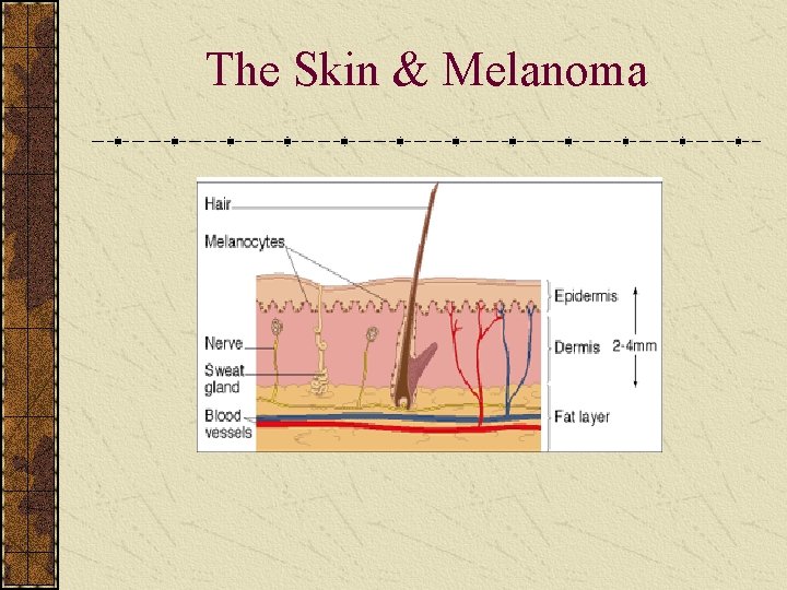 The Skin & Melanoma 