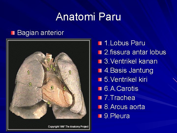 SISTEM PERNAFASAN Sistem Respirasi adalah sistem yang mengatur