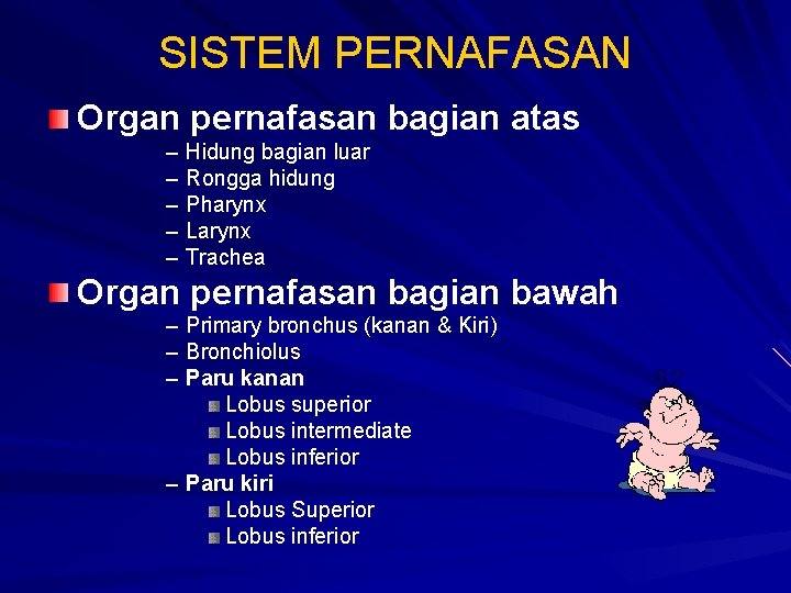 SISTEM PERNAFASAN Organ pernafasan bagian atas – Hidung bagian luar – Rongga hidung –