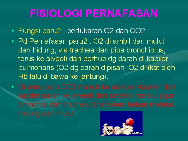 FISIOLOGI PERNAFASAN • Fungsi paru 2 : pertukaran O 2 dan CO 2 •