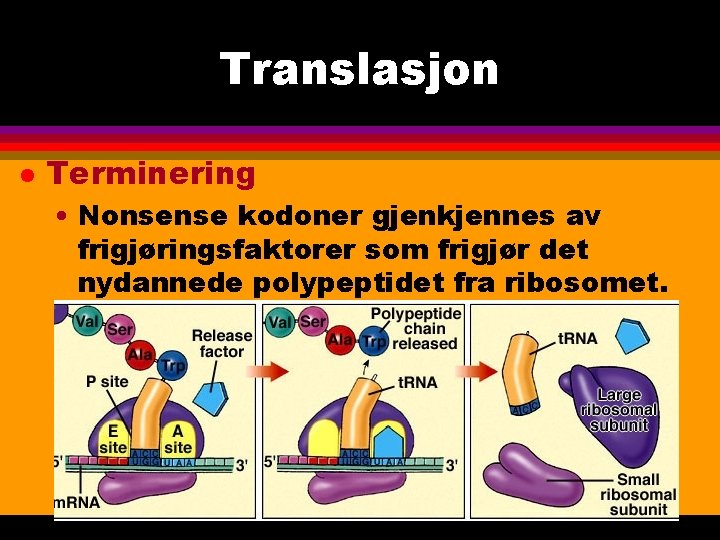 Translasjon l Terminering • Nonsense kodoner gjenkjennes av frigjøringsfaktorer som frigjør det nydannede polypeptidet