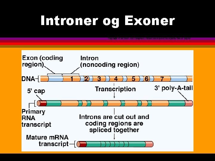 Introner og Exoner Copyright © Mc. Graw-Hill Companies Permission required for reproduction or display
