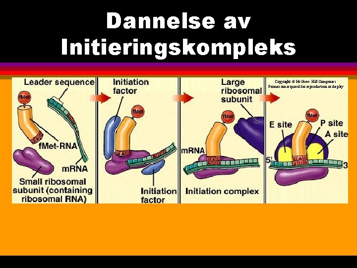 Dannelse av Initieringskompleks Copyright © Mc. Graw-Hill Companies Permission required for reproduction or display