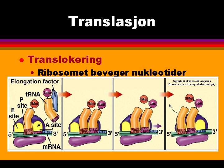 Translasjon l Translokering • Ribosomet beveger nukleotider langs m. RNA molekylet. Copyright © Mc.