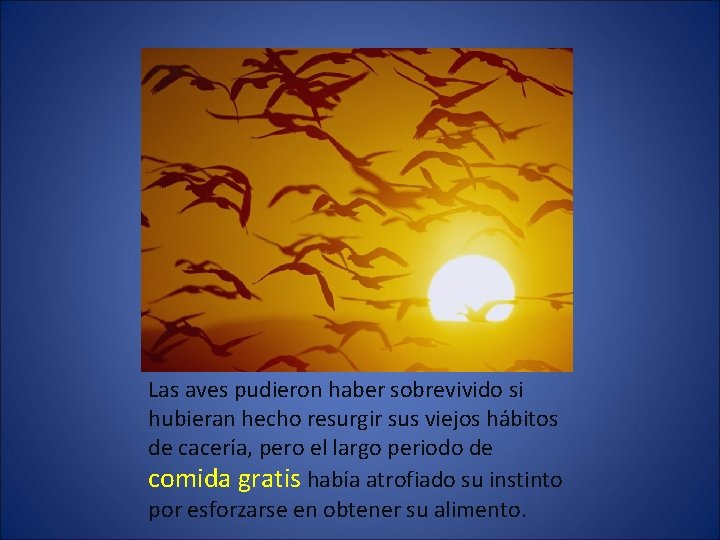 Las aves pudieron haber sobrevivido si hubieran hecho resurgir sus viejos hábitos de cacería,