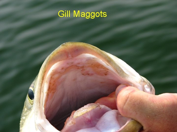 Gill Maggots 