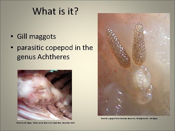 What is it? • Gill maggots • parasitic copepod in the genus Achtheres Parasitic