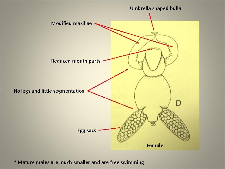 Umbrella shaped bulla Modified maxillae Reduced mouth parts No legs and little segmentation Egg