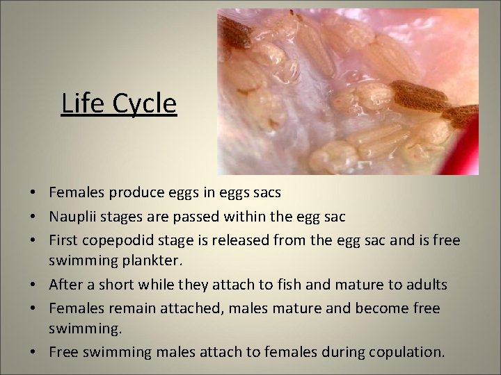 Life Cycle • Females produce eggs in eggs sacs • Nauplii stages are passed