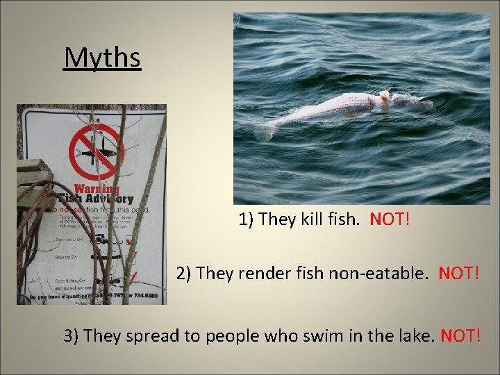 Myths 1) They kill fish. NOT! 2) They render fish non-eatable. NOT! 3) They