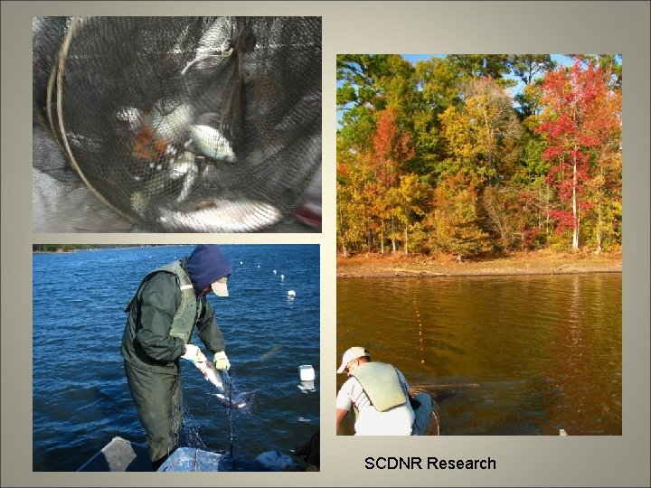 SCDNR Research 