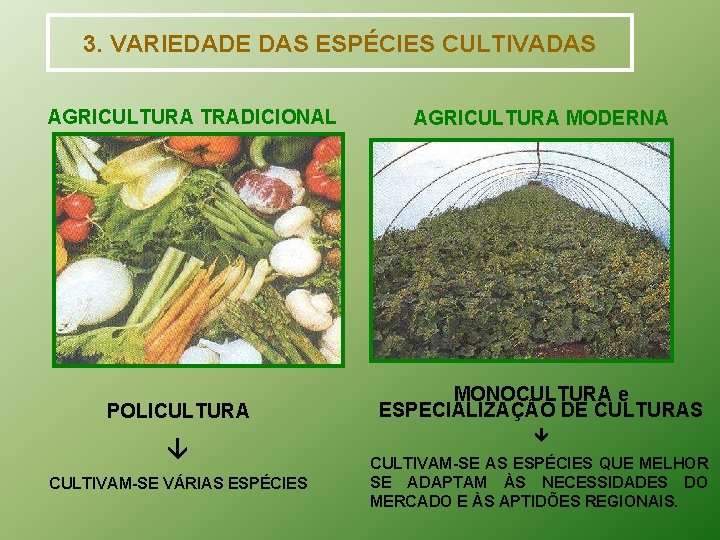 3. VARIEDADE DAS ESPÉCIES CULTIVADAS AGRICULTURA TRADICIONAL POLICULTURA CULTIVAM-SE VÁRIAS ESPÉCIES AGRICULTURA MODERNA MONOCULTURA