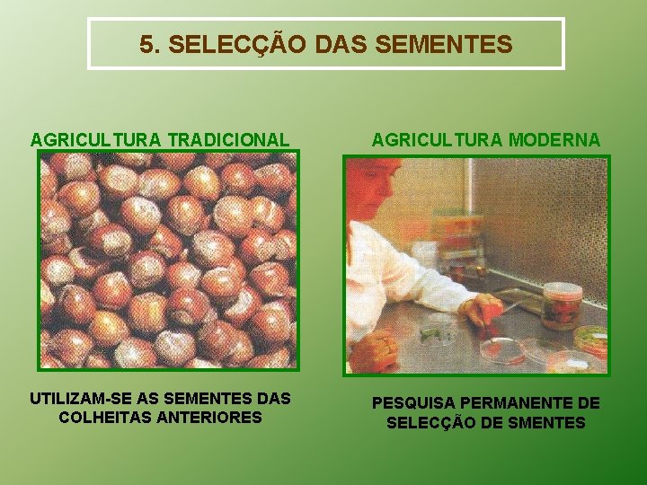 5. SELECÇÃO DAS SEMENTES AGRICULTURA TRADICIONAL AGRICULTURA MODERNA UTILIZAM-SE AS SEMENTES DAS COLHEITAS ANTERIORES