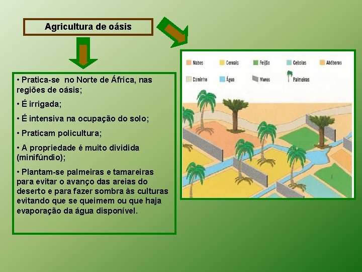 Agricultura de oásis • Pratica-se no Norte de África, nas regiões de oásis; •