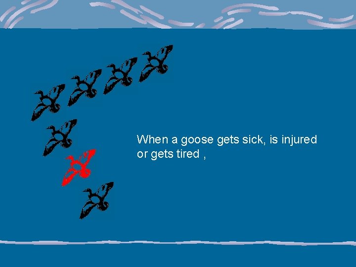 When a goose gets sick, is injured or gets tired , 