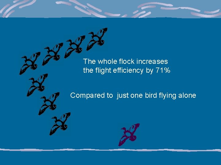 The whole flock increases the flight efficiency by 71% Compared to just one bird