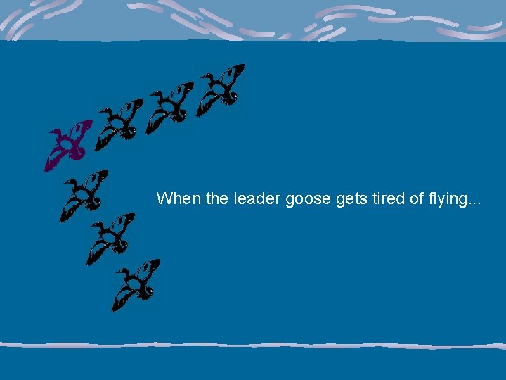 When the leader goose gets tired of flying. . . 