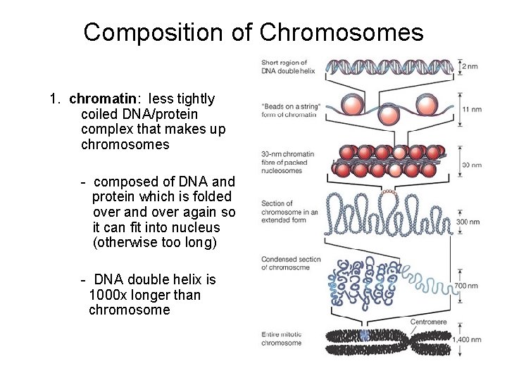 Composition of Chromosomes 1. chromatin: less tightly coiled DNA/protein complex that makes up chromosomes