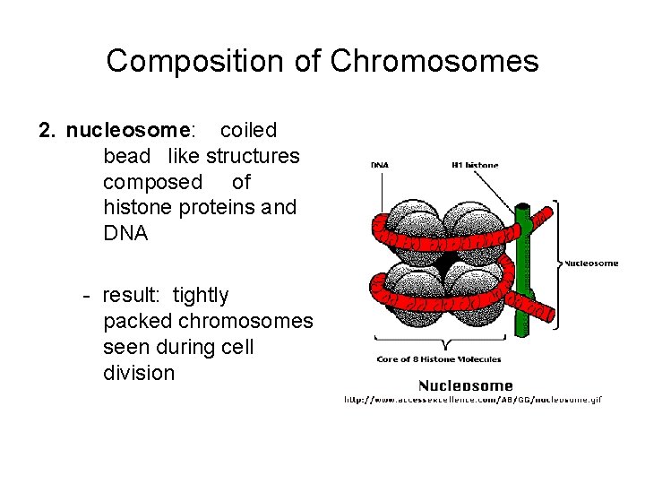 Composition of Chromosomes 2. nucleosome: coiled bead like structures composed of histone proteins and