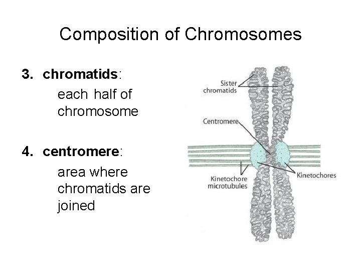 Composition of Chromosomes 3. chromatids: each half of chromosome 4. centromere: area where chromatids