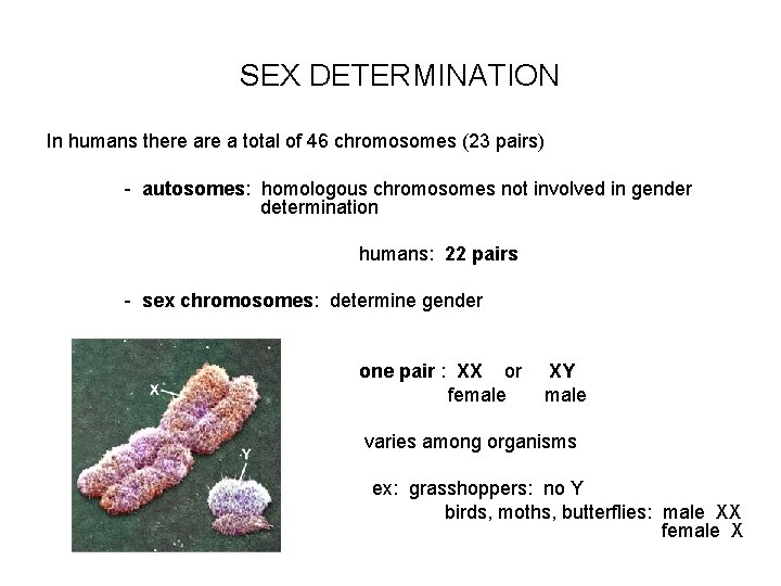 SEX DETERMINATION In humans there a total of 46 chromosomes (23 pairs) - autosomes: