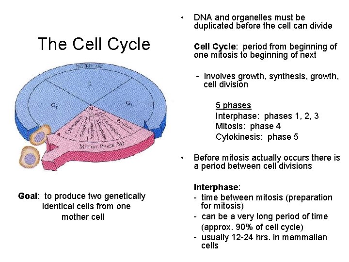  • The Cell Cycle DNA and organelles must be duplicated before the cell