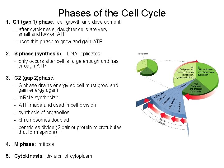 Phases of the Cell Cycle 1. G 1 (gap 1) phase: cell growth and