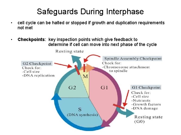 Safeguards During Interphase • cell cycle can be halted or stopped if growth and