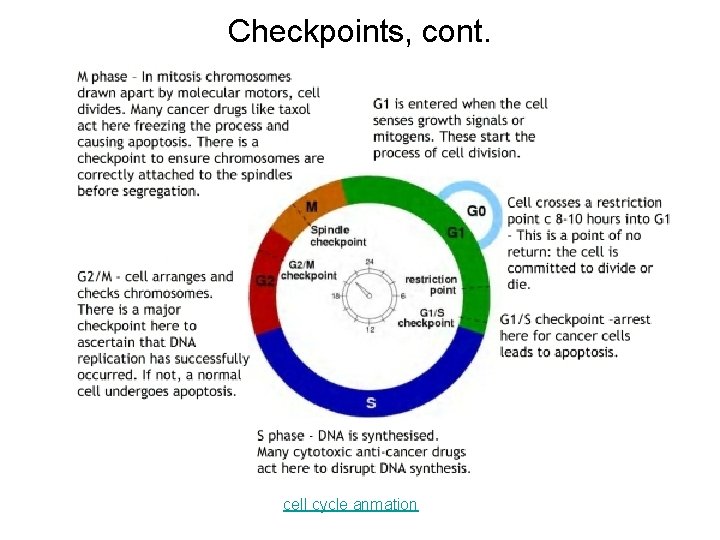 Checkpoints, cont. cell cycle anmation 