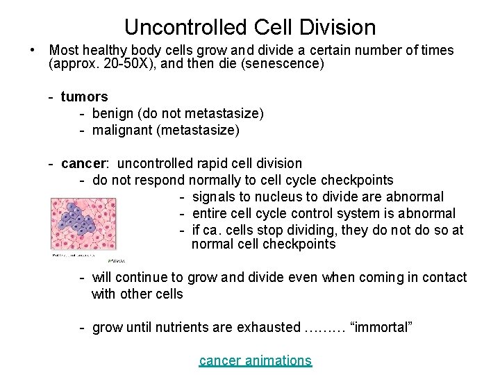 Uncontrolled Cell Division • Most healthy body cells grow and divide a certain number