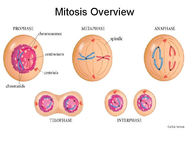 Mitosis Overview 