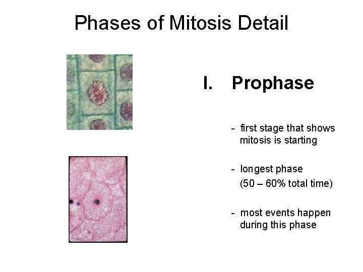 Phases of Mitosis Detail I. Prophase - first stage that shows mitosis is starting