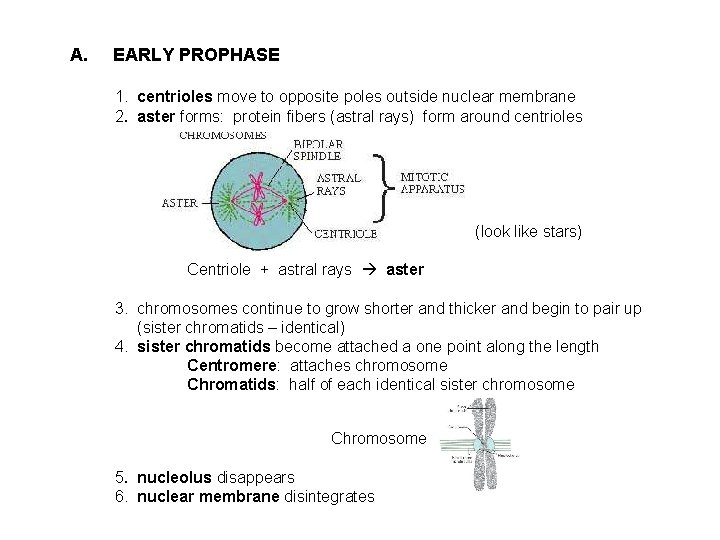 A. EARLY PROPHASE 1. centrioles move to opposite poles outside nuclear membrane 2. aster