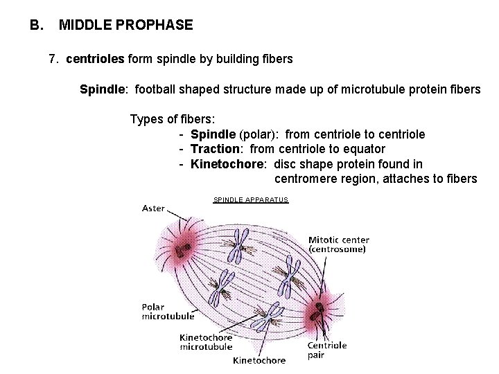 B. MIDDLE PROPHASE 7. centrioles form spindle by building fibers Spindle: football shaped structure