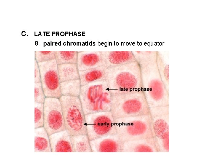 c. LATE PROPHASE 8. paired chromatids begin to move to equator 