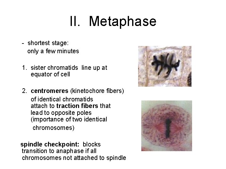 II. Metaphase - shortest stage: only a few minutes 1. sister chromatids line up