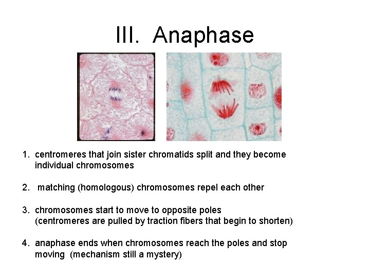 III. Anaphase 1. centromeres that join sister chromatids split and they become individual chromosomes