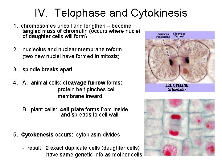 IV. Telophase and Cytokinesis 1. chromosomes uncoil and lengthen – become tangled mass of