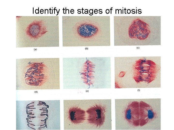 Identify the stages of mitosis 