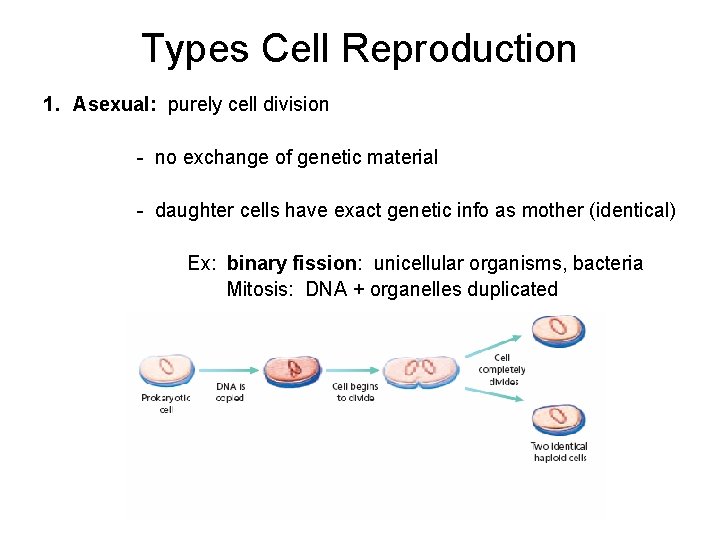 Types Cell Reproduction 1. Asexual: purely cell division - no exchange of genetic material