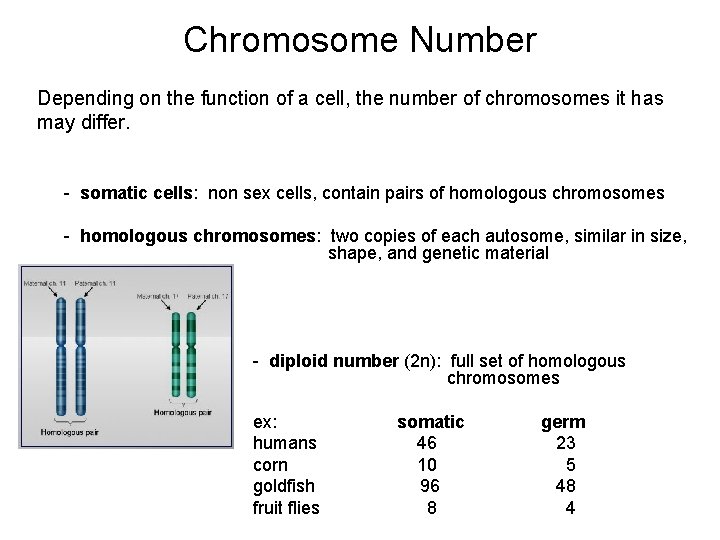 Chromosome Number Depending on the function of a cell, the number of chromosomes it