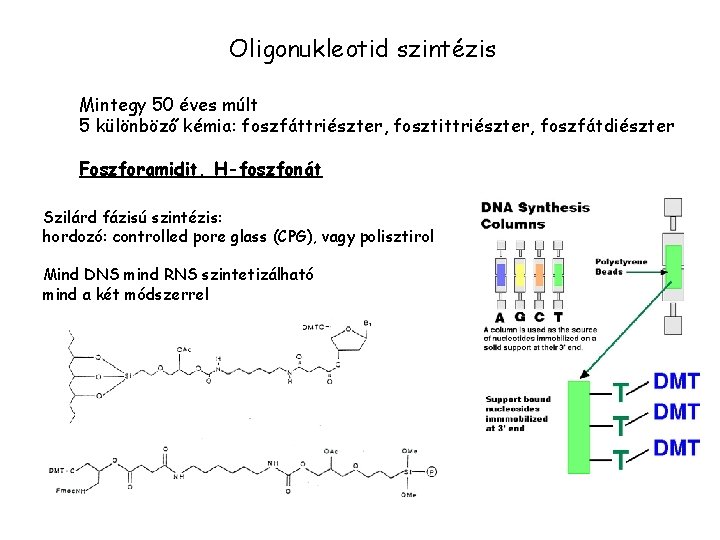 Oligonukleotid szintézis Mintegy 50 éves múlt 5 különböző kémia: foszfáttriészter, fosztittriészter, foszfátdiészter Foszforamidit, H-foszfonát