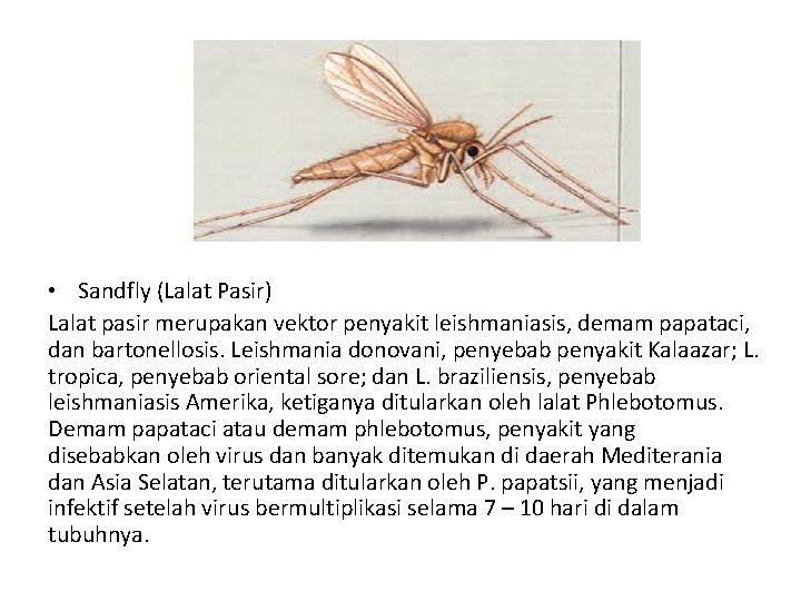 • Sandfly (Lalat Pasir) Lalat pasir merupakan vektor penyakit leishmaniasis, demam papataci, dan • Sandfly (Lalat Pasir) Lalat pasir merupakan vektor penyakit leishmaniasis, demam papataci, dan