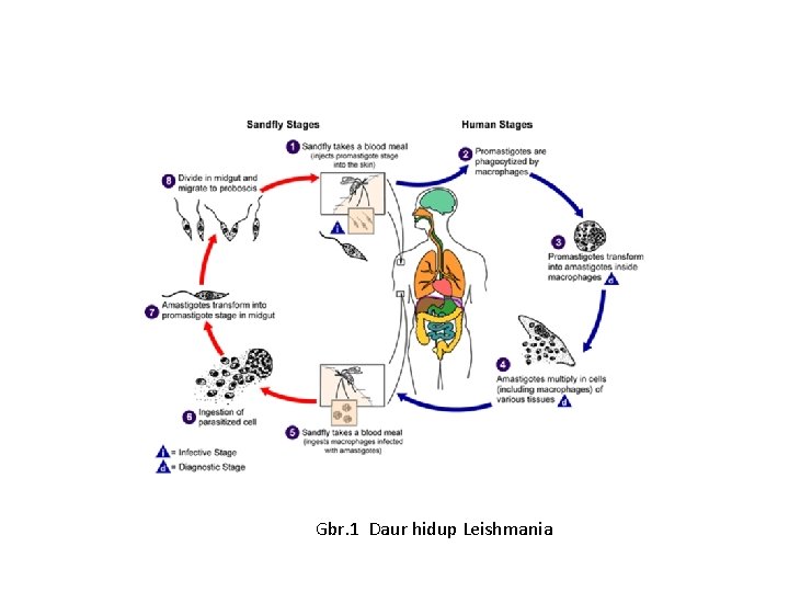 Gbr. 1 Daur hidup Leishmania Gbr. 1 Daur hidup Leishmania